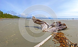 Panoramic view of Long Beach in Tofino, Vancouver Island, Canada photo